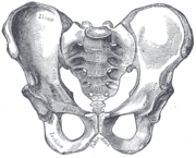 Human male pelvis, viewed from front