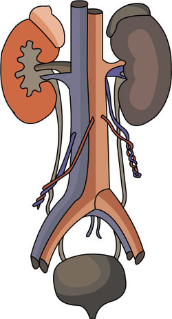 Kidney Clipart provided by Classroom Clip Art (http://classroomclipart.com)