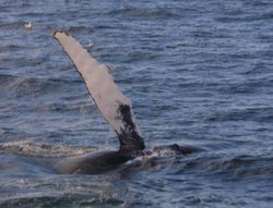 Some suspect that slapping flippers helps Humpbacks forage for food by startling fish.