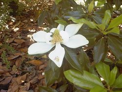 Magnolia blossum