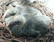 Urban feral Rock Dove nest with two nestlings approximately 10 days after hatching.
