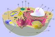 A typical animal cell