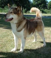 A typical sled dog breed, such as the , has a very dense double coat, wide padded feet, erect ears, a curled tail, and a muscular build.