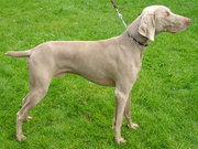 Dogs are predators suited to chasing after, leaping at, and killing prey. (pictured: Weimaraner)