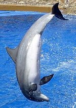 Bottlenose Dolphin in a dolphin show