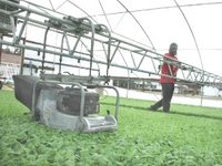 Mowing young tobacco in greenhouse of half million plants ()