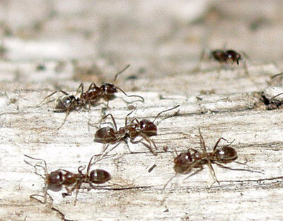 Fire ants, originally from South America.