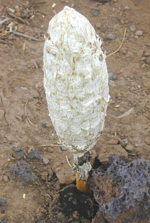 An agaricoid puffball, Podaxis pistillaris, the False Shaggy Mane