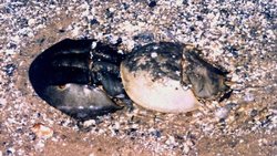 Pair of horseshoe crabs on the shore of Chesapeake Bay