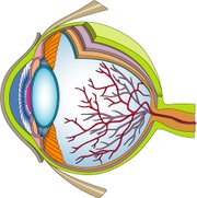Color Cross Section Illustration of the Human Eye courtesy of classroomclipart (http://classroomclipart.com)