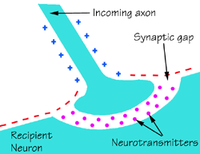 Brain chemicals called neurotransmitters allow electrical signals to move from the axon of one nerve cell to the neuron of another. A shortage of neurotransmitters impairs brain communication.