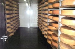 Swiss cheese being stored in a cellar in a small cheese dairy near St. Gallen