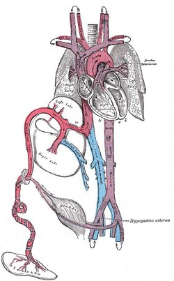 Fetal circulation; the umbilical vein is the large, red vessel at the far left