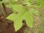Leaf on a young tree, , 