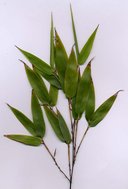 Bamboo foliage with black stems (probably Phyllostachys nigra)