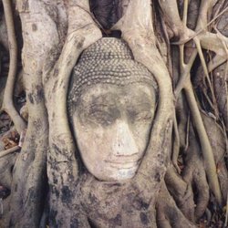 Buddha head overgrown by  tree in Wat Mahatat, Ayutthaya historical park