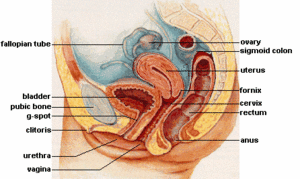Human female internal reproductive anatomy