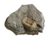Fossil trilobite Ductina vietnamica from the Devonian of China