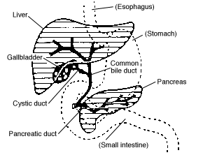 Overview diagram of digestive system showing bile duct