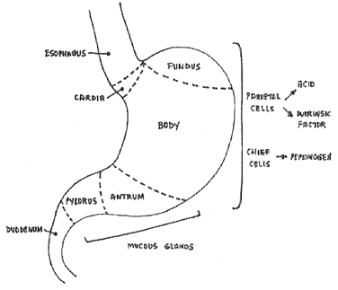 Diagram of the stomach, showing the different regions.