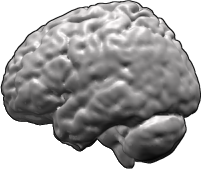 Rendering of human brain based on MRI data