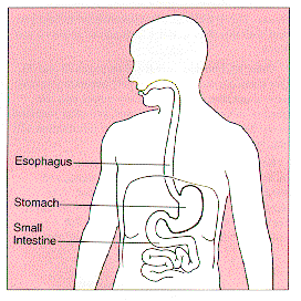 The location of the stomach in the body.