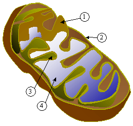 Cross-section of a mitochondrion, showing: (1) inner membrane, (2) outer membrane, (3) cristae, (4) matrix