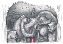 The duodenum and pancreas (stomach removed).