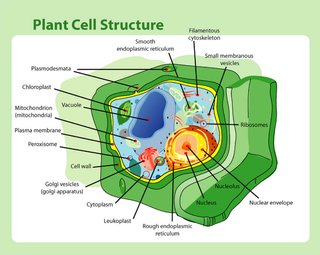 Plant cell structure