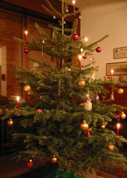 Nordmann Fir as a Christmas tree