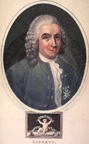 A painting of Carolus Linnaeus
