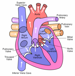 Anterior (frontal) view of the opened heart. White arrows indicate normal blood flow. (SVG version)